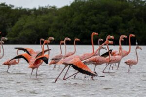 Flamencos Rosados