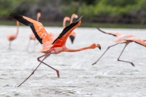 Flamencos en la Guajira