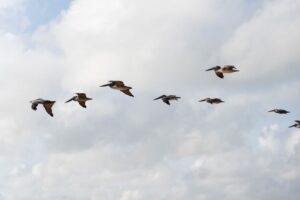 Pelicanos sobre Mayapo