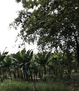 PLantaciones de la Zona Bananera cerca a Palomino