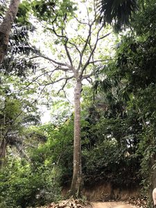 Sombra de árboles al lado de la carretera Cartagena Santamarta